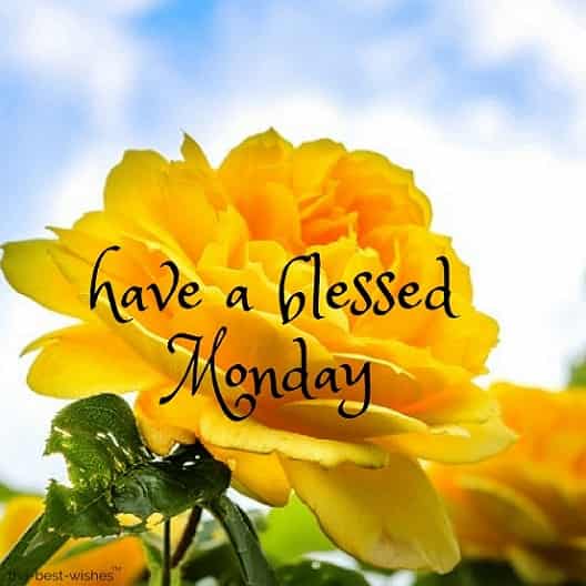 good morning everyone have a blessed monday with yellow roses