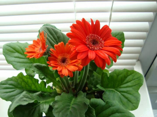 Hasil gambar untuk tanaman hias Gerbera Daisy / Herbras