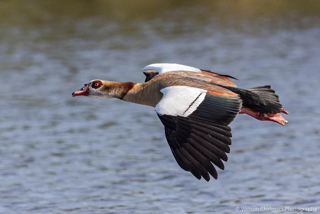 Egyptian Goose in Flight Table Bay Nature Reserve Woodbridge Island Vernon Chalmers Photography