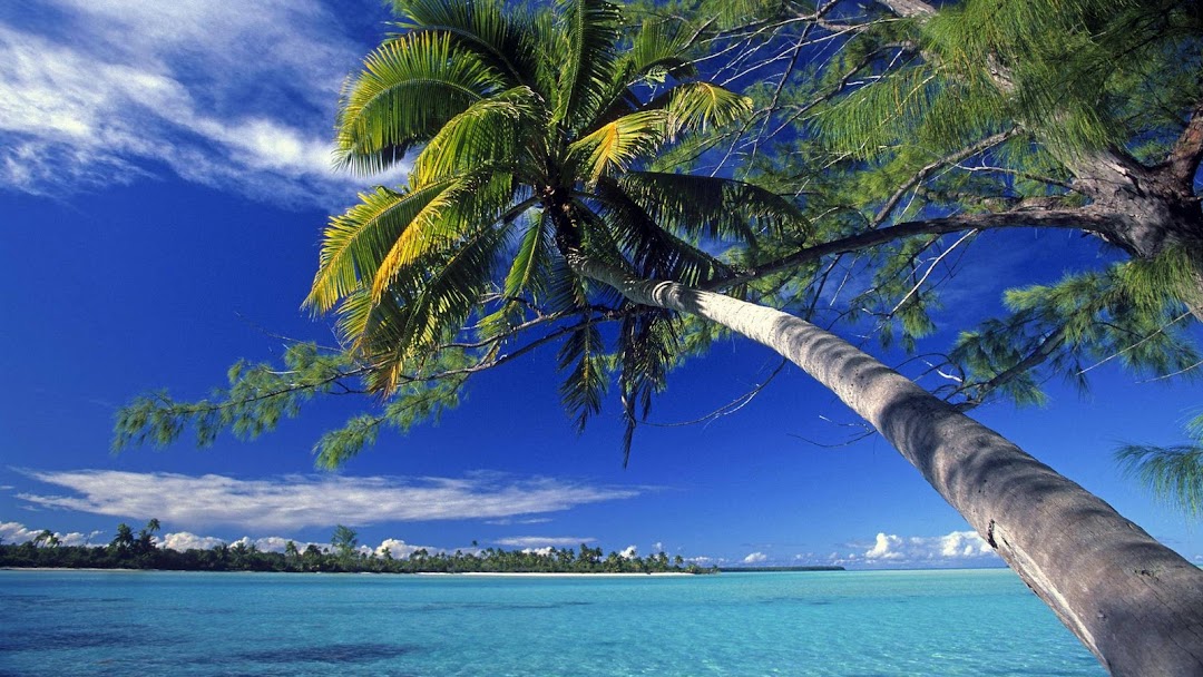 Palm Tree hd wallpaper