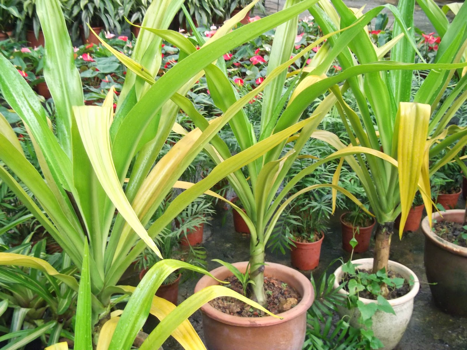 ZAIZEER KULIM LANDSCAPE JENIS JENIS RUMPUT POKOK  BUNGA  