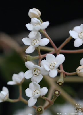 Laurel amarillo (Nectandra lanceolata)