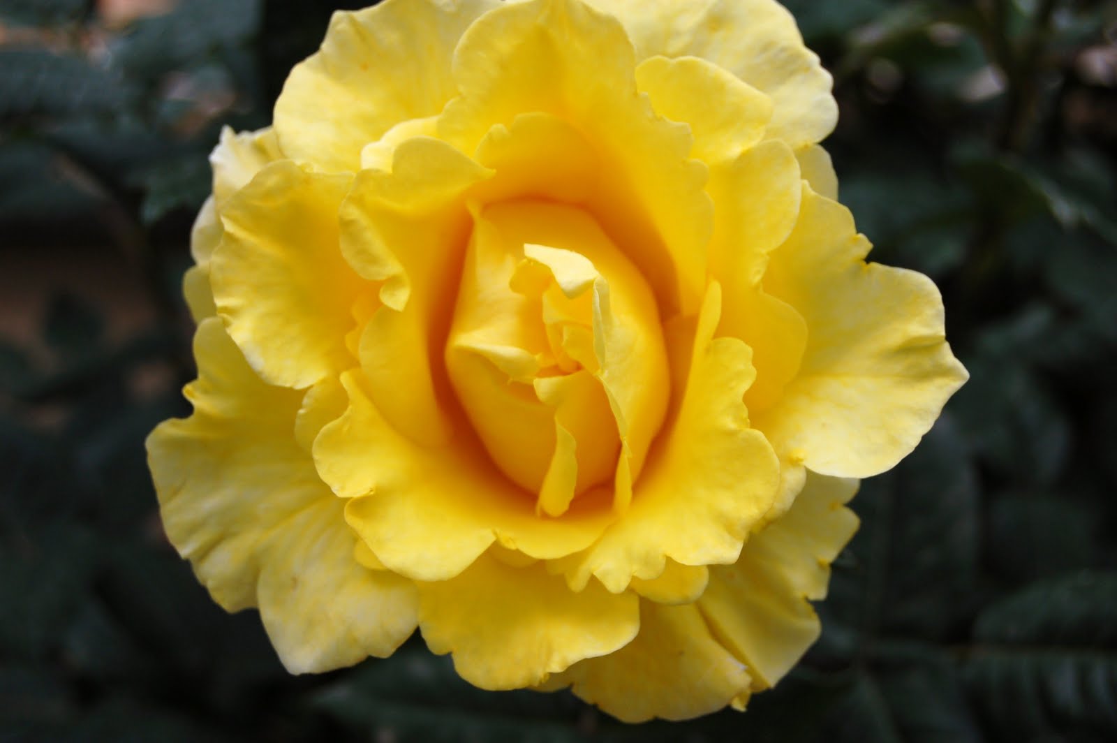 ROSA GROGA