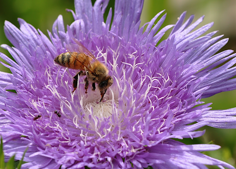 honey bee gathering pollen in Stokes Aster