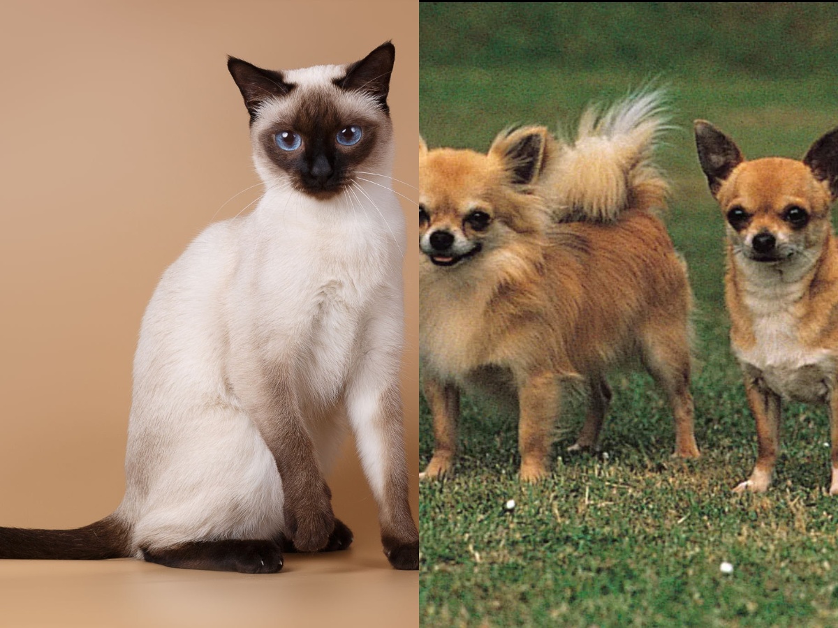 A Siamese cat and 2 Chihuahua dogs