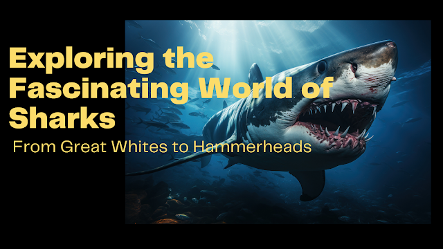 Exploring the Fascinating World of Sharks: From Great Whites to Hammerheads