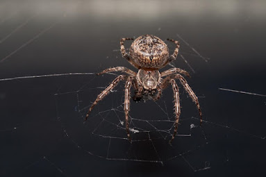 5 of the World’s Deadliest Spiders