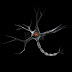 Central Nervous System Synapses