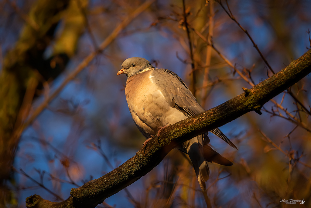 tidig morgon i slottsparken