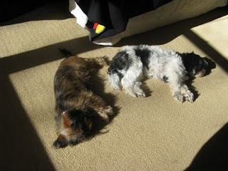 sullycooldog and lena napping on floor