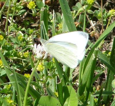 cabbage white