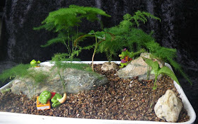 Miniature garden with Asparagus Fern