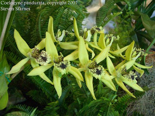 Coelogyne Pandurata, Coelogyne speciosa, Orchid Coelogyne celebensis, Sang Diva, Si Kupu-Kupu Rawa, Vanda limbata, Vanda metusalae, Vanda insignis, Vanda celebica, Anggrek cantik, langka, Tanaman Indah