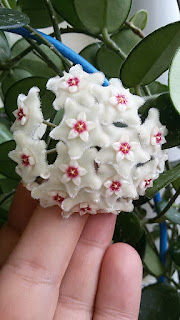 hoya-mathilde-flower