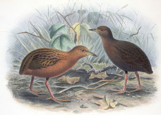 Hawaiian rail