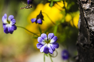 La Campana Flora