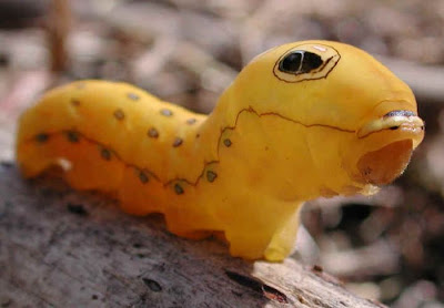 Spicebush Swallowtail Caterpillar Seen On www.coolpicturegallery.net