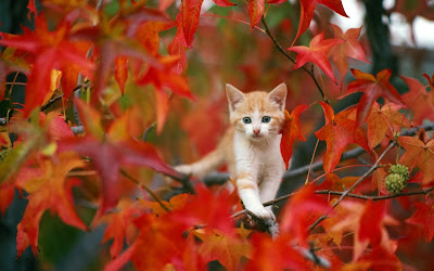 cat_in_autumn-wide