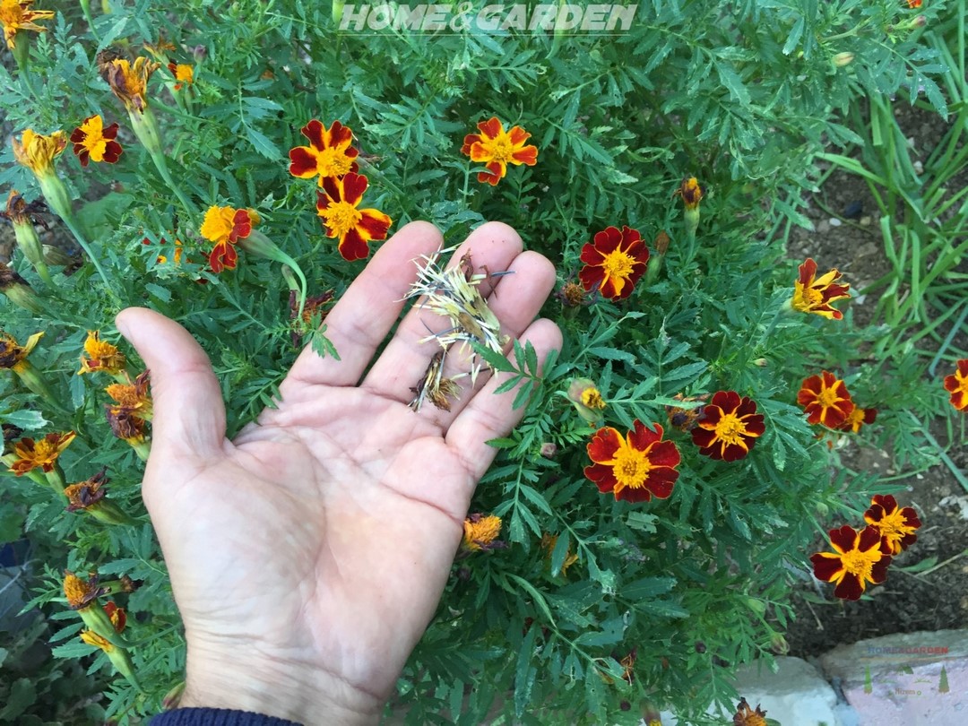 Collecting seeds from marigold flowers is easy. You can collect the flower heads once the flower has turned brown and is completely dry.