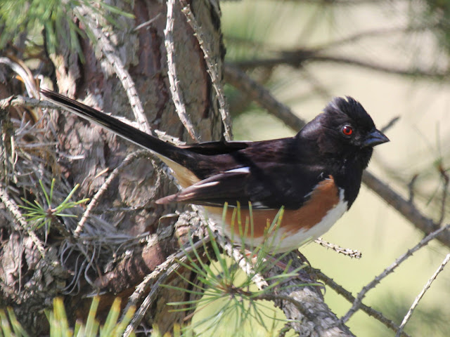 Birds Of Eastern North America