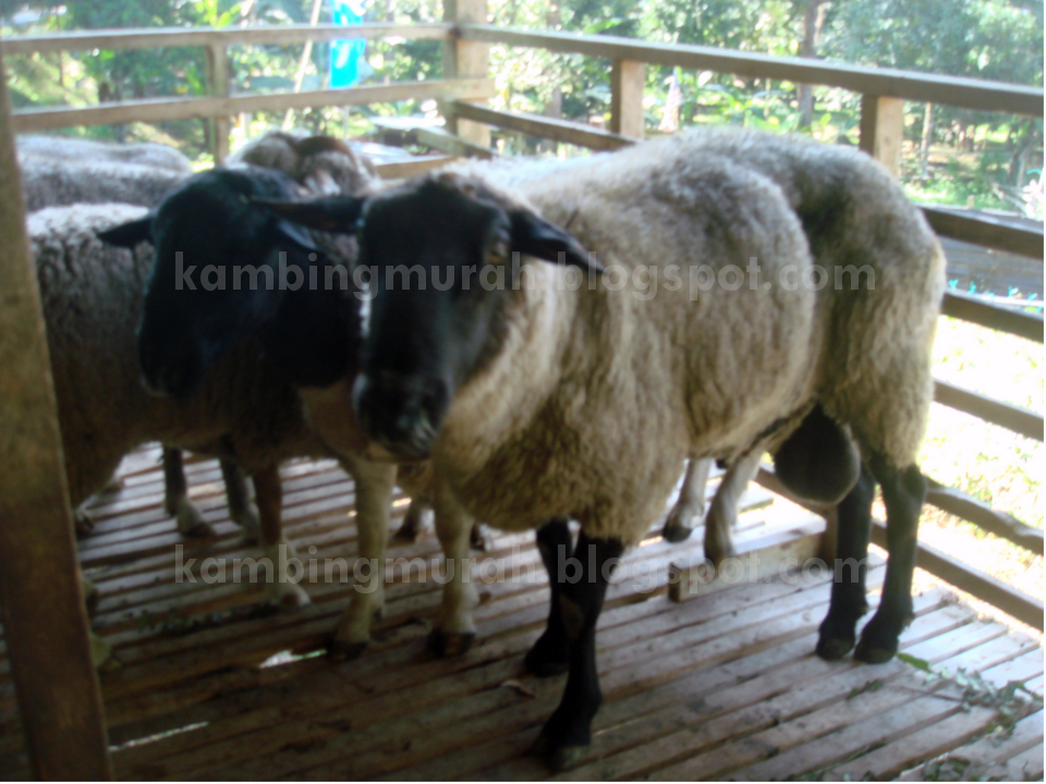 Kambing Murah Aqiqah: Stok Biri-Biri Mei 2013..Saiz Super ...