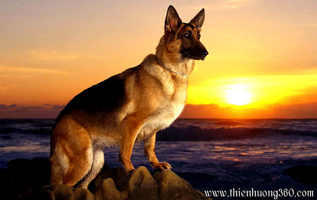 Chó Becgie lai: 20 giống chó cảnh đẹp lạ