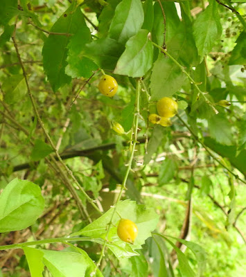 蕾絲金露花的核果