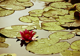 Lonely Waterlily