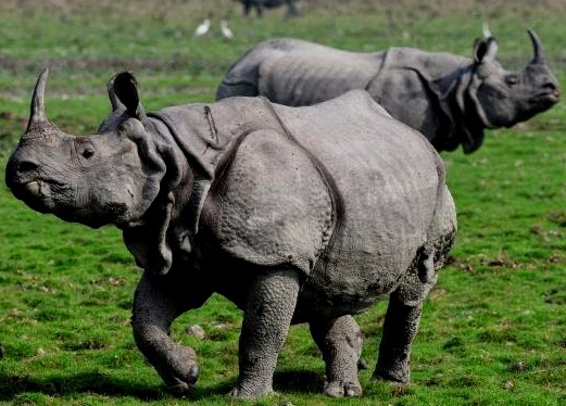  Hewan  Dan Tumbuhan Langka  Di  Indonesia Flora dan Fauna 