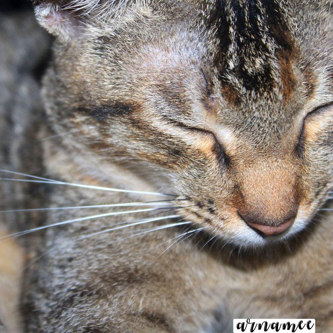 Fotografi Gambar kucing comel Arnamee blogspot