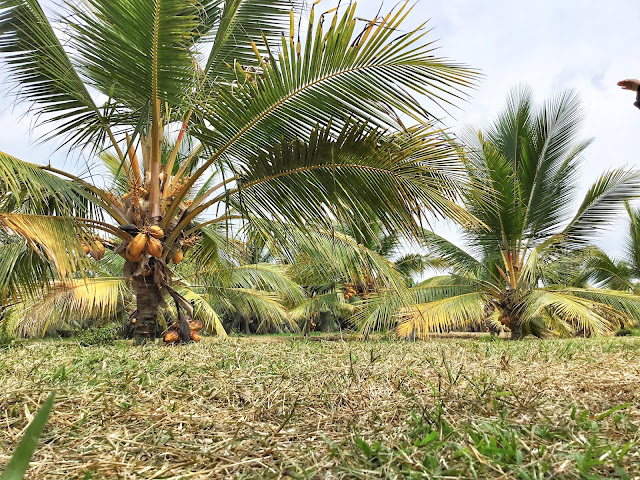 Hala Tuju Industri Pelancongan Agro Berasaskan Kelapa di Bagan Datuk, Perak.