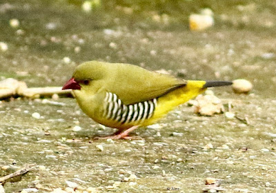 "Green Avadavat, looking for grain in the garden."