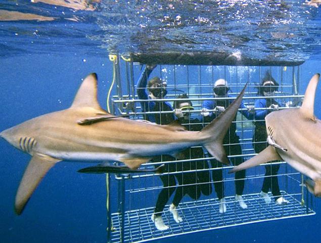 tempat menyelam bersama hiu, wisata menyelam bersama hiu ganas