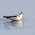 Red-necked Phalarope