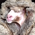 Μπααράκ: Το πρόβατο στην Αυστραλία με μαλλί βάρους 35 κιλών (ΒΙΝΤΕΟ)