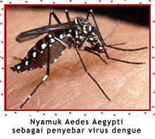 ”aedes