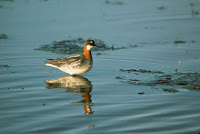 Red-necked Phalarope – Feb. 1, 2003 – © David Menke, US FWS