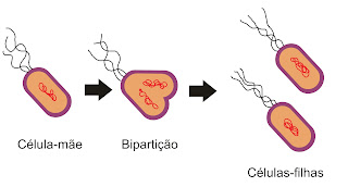 Resultado de imagem para reproducao das bacterias