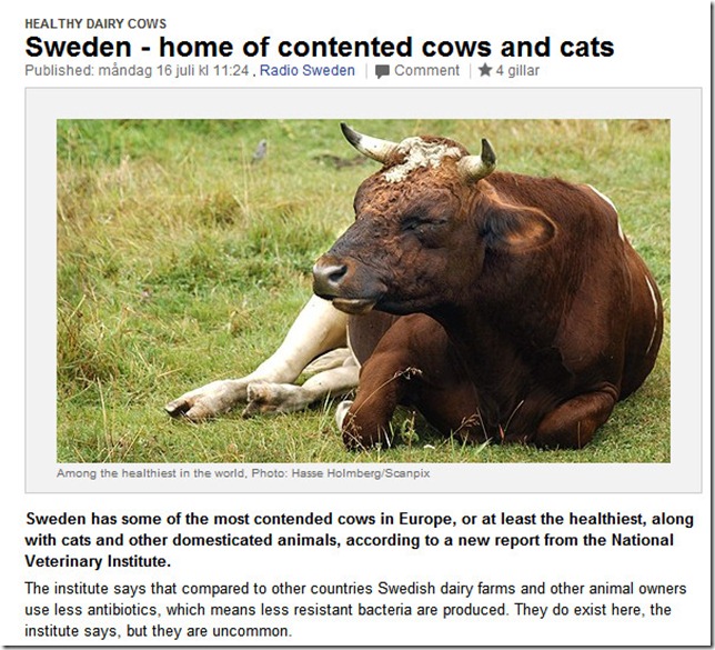 swedish cows