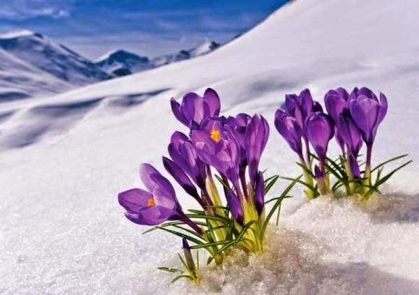 hoa xuyên tuyết dưới ánh nắng mùa đông