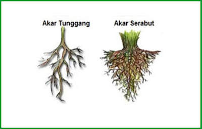  fungsi akar tumbuhan tidak sanggup diganti dengan organ badan lainnya Mengenal Jenis-Jenis Akar Pada Tumbuhan ( Serabut Dan Tunggang )