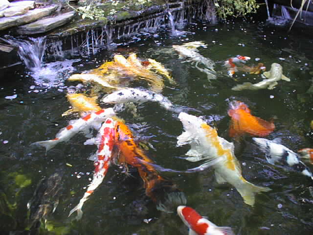 How To Design Koi Pond | Koi Fish Care Info