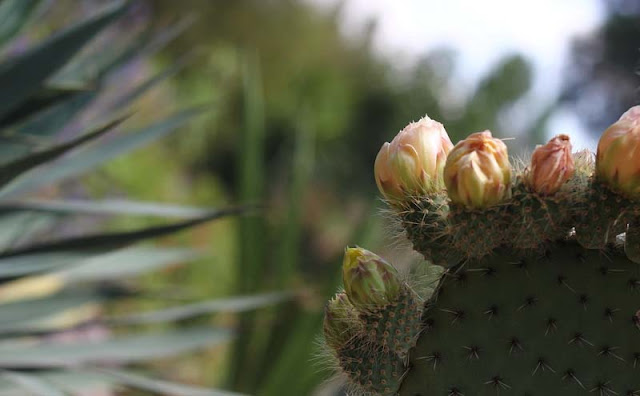 Cactus Flowers Pictures
