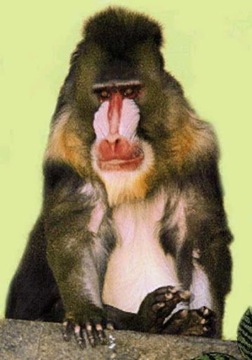 Mona Guenon - Most Expensive(funniest area)