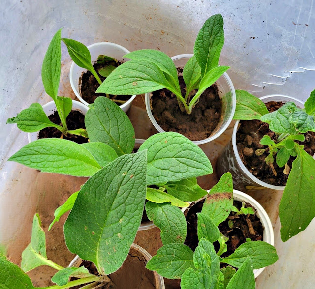 Small comfrey plants growing in plastic cups.