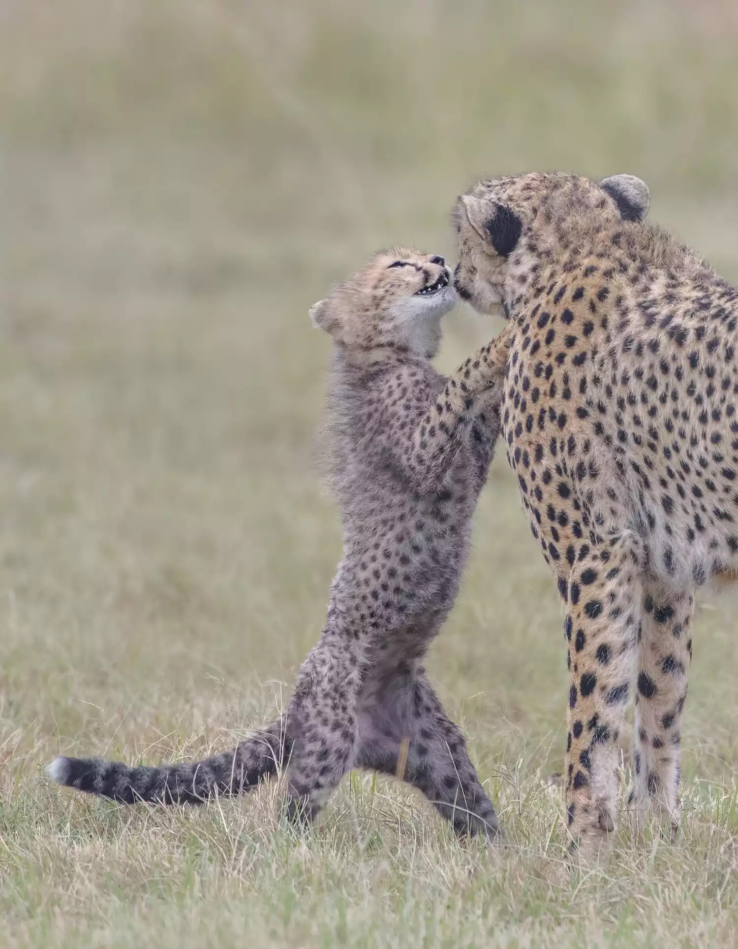 A mother Cheetah playing with her cub