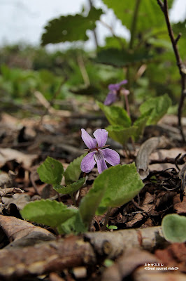 ミヤマスミレ ≪Great Spurred Violet≫