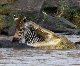  Gambar  Buaya Sungai Nil Predator Raksasa Perairan Afrika 