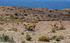 Cabo dos Bahias bei Camarones Guanacos