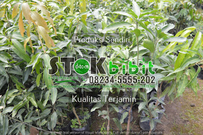 Petai                                                                                          cara cangkok pohon petai